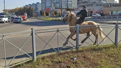 Цыганская упряжная: Очередное доказательство, что цыгане превосходно  разбираются в лошадях | Книга животных | Дзен