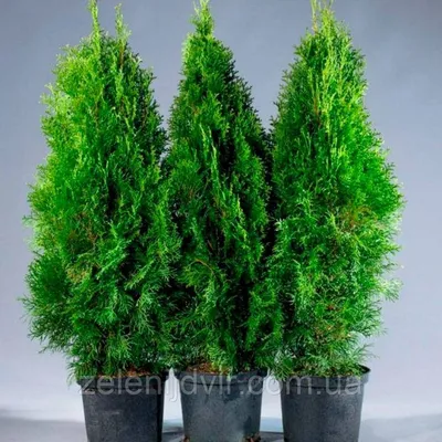 Купить Туя Smaragd 30 см / Туя западная Смарагд 30 см / Thuja occidentalis  Smaragd, цена 85 грн — Prom.ua (ID#1207226672)