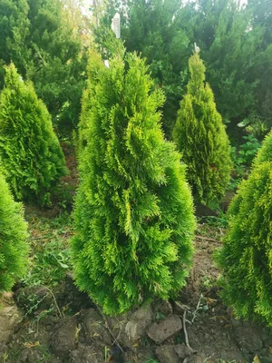 Туя Смарагд Голд 🌲 по лучшей цене 2500 руб. в Москве - купить саженцы туи  Golden Smaragd в питомнике «Зеленый Рай»