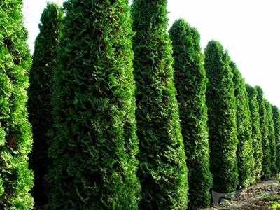 Туя западная Фастигиата (Fastigiata) (Thuja occidentalis Fastigiata) -  описание сорта, фото, саженцы, посадка, особенности ухода. Дачная  энциклопедия.