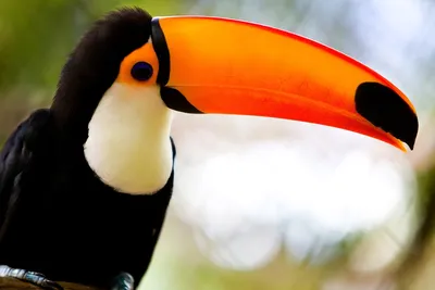 Бесплатные Птица Тукан Бразилии! 2 стоковые фотографии | FreeImages