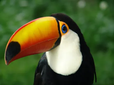 Большой тукан (лат. Ramphastos toco)