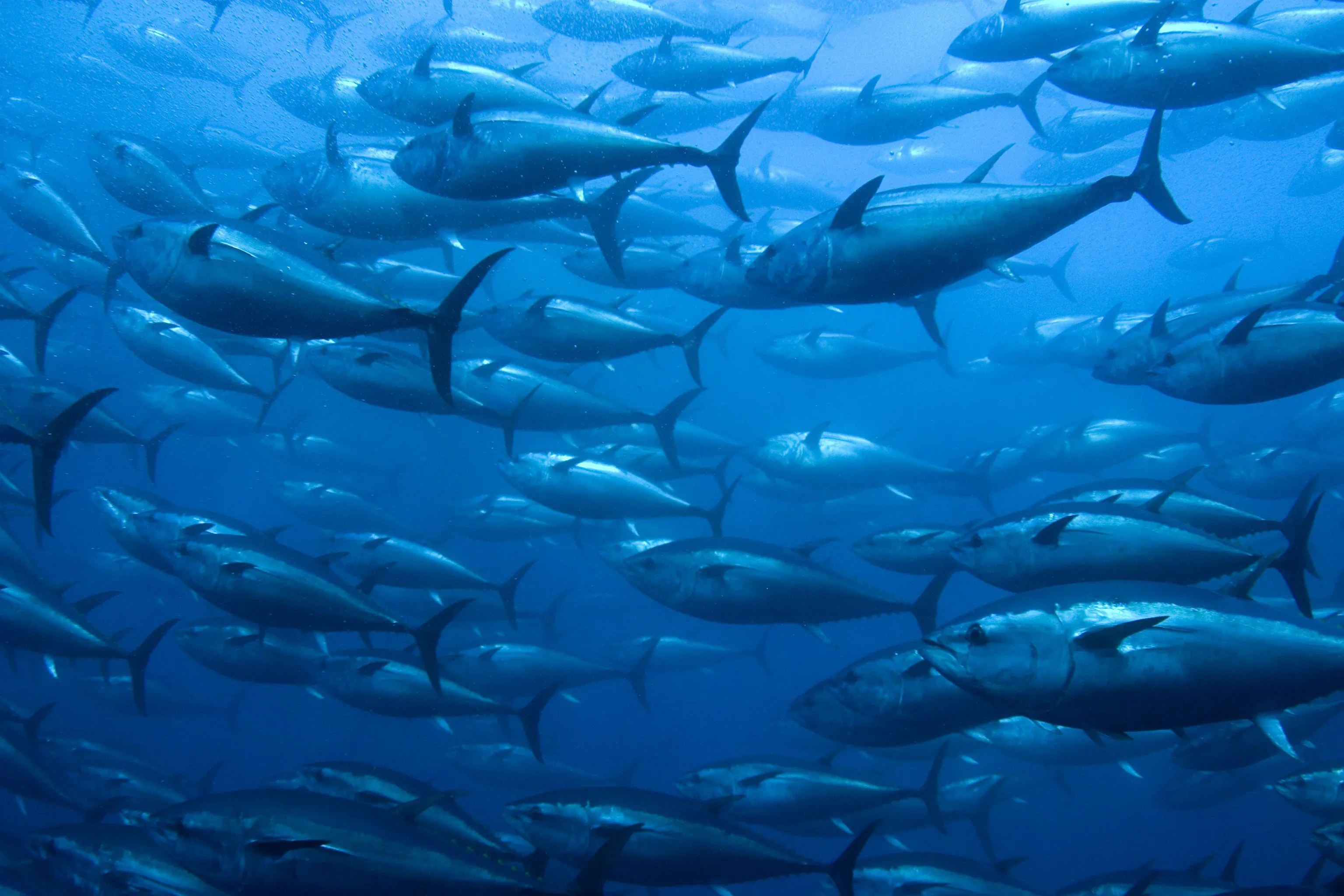 На какой глубине какие рыбы плавают. Bluefin Tuna. Atlantic Bluefin Tuna. Стайная морская рыба. Рыбы в океане.