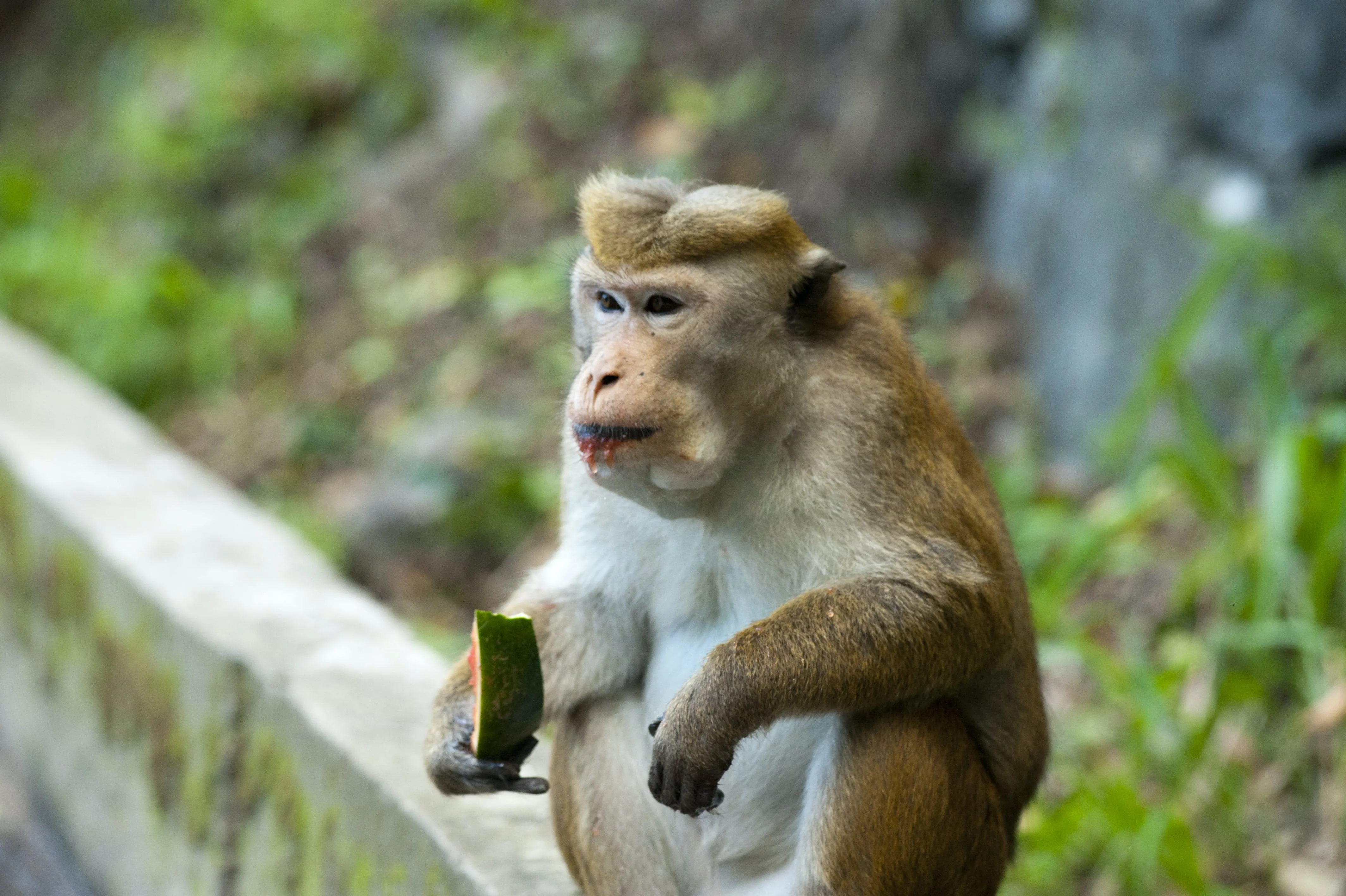 Глупая обезьяна. Сиберутская макака. Задумчивая обезьяна.