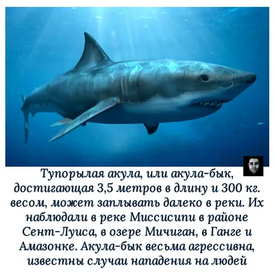 Акула напала на мывшего руки рыбака и утащила его в воду: Происшествия: Из  жизни: Lenta.ru