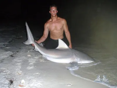 Флорида » Тупорылая или бычья (Bull shark, Carcharhinus leucas)