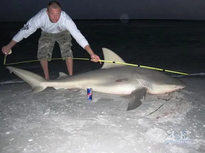 Флорида » Тупорылая или бычья (Bull shark, Carcharhinus leucas)