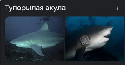 ТУПОРЫЛАЯ АКУЛА (HUNGRY SHARK) ГОЛОДНАЯ АКУЛА - YouTube