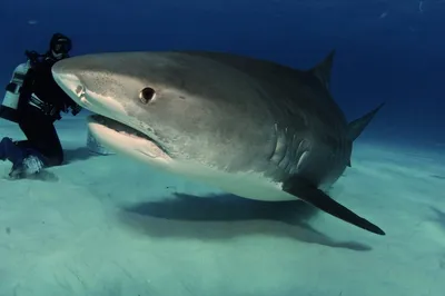 Флорида » Тупорылая или бычья (Bull shark, Carcharhinus leucas)