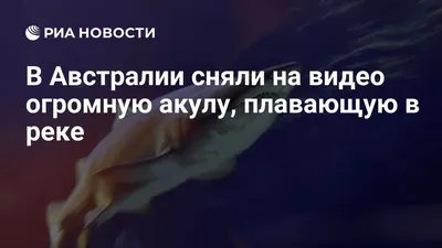 В США заметили необычных акул: хищники ищут кокаин у побережья Флориды - |  Диалог.UA