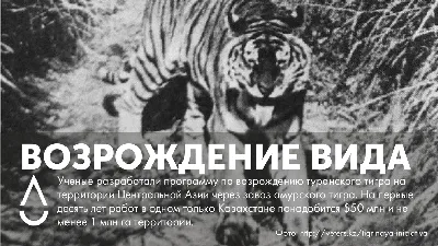 Дела тонкие - 🐯 Еще сто лет назад на окраине Ташкента можно было встретить  тигра... 🐅 Вымерший туранский или каспийский тигр (Panthera tigris  virgata) веками был обычным зверем в тугайных лесах вдоль