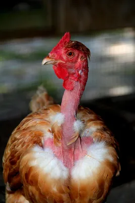 Turken Chicken - Breed Profile - Backyard Poultry