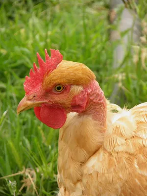 Chicken Naked Neck Turken - Free photo on Pixabay