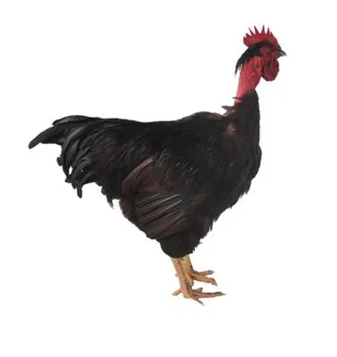 Turken Naked Neck Chicks | Strombergs Chicks \u0026 Game Birds