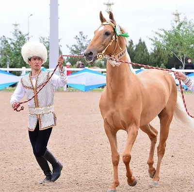 Туркменские лошади фото