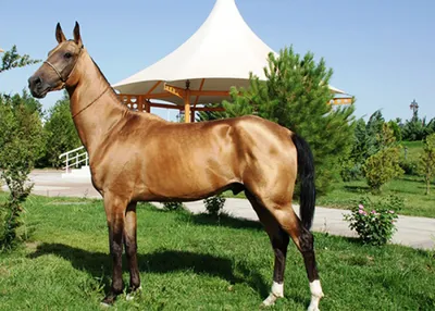 Лошади Akhal-Teke в ферме стержня, Ашхабаде, Туркменистан Стоковое Фото -  изображение насчитывающей напольно, недоуздок: 152848514