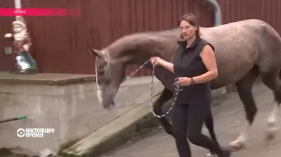 Olesya Nickolaeva Horse Photography - \"Туркменские мотивы\". Потрясающий  Ахалтекинский жеребец Халифат в роскошной амуниции на фоне Туркменского  узора. Хороших выходных! ⠀ \"Turkmen motives\". Amazing Akhal-Teke stallion  Haliphate in a luxurious set Akhal -