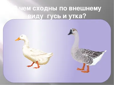 Продам мясо гуся и утки: 3 000 тг. - Продукты питания / напитки Затобольск  на Olx