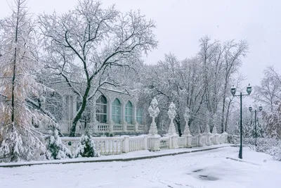 Агеев тверские волки - 70 фото