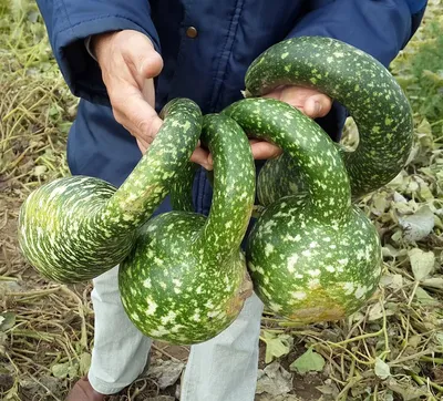 Семена Лагенария Гусь в яблоках: описание сорта, фото - купить с доставкой  или почтой России