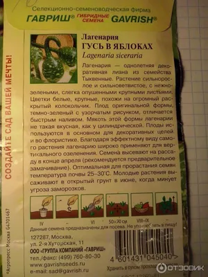 Мне не хочется их кушать, мне хочется ими любоваться». Бобруйчанка  выращивает на своем огороде декоративные тыквы | bobruisk.ru