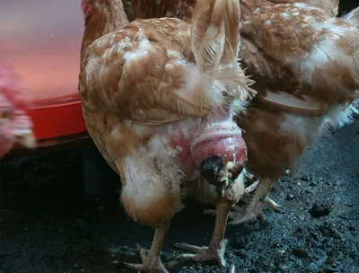 У курицы выпал яйцевод фото