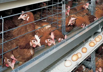 У курицы выпал яйцевод: что делать, причины, симптомы и профилактика