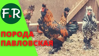 Воспроизводство кур несушек кросса \"ХайСекс\" | Fermer.Ru - Фермер.Ру -  Главный фермерский портал - все о бизнесе в сельском хозяйстве. Форум  фермеров.