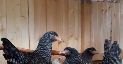 Почему, что делать при увеличении или закупорке зоба у курицы (кандидоз,  атония)