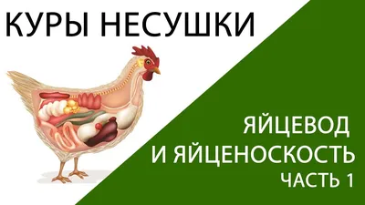 КУРЫ НЕСУШКИ: яйцевод у курицы - как развивается и что влияет на  яйценоскость. (часть 1)