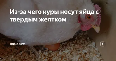 Что делать, если курица заквохтала, как отучить, если постоянно кудахчет