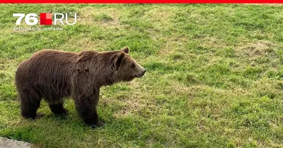 Чтобы определить убийцу медведя, потребовалось полтора года, на экспертизу  отправили 11 ружей