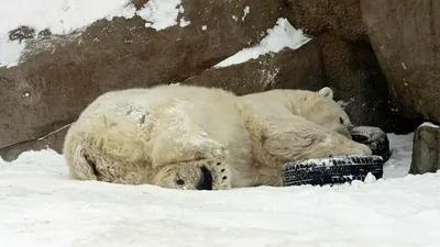 Пользователей соцсетей шокировало известие об объявившемся в ЕАО  медведе-людоеде - PrimaMedia.ru