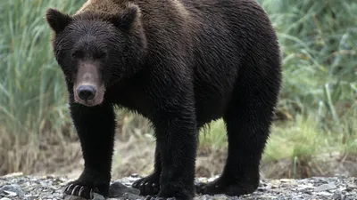 В мясе медведя, добытого в двух районах Тюменской области, нашли  жизнеспособные личинки трихинелл, - 13 октября 2022 - 72.ru