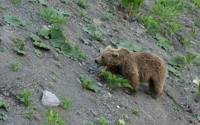 Не дели шкуру не убитого медведя» — создано в Шедевруме