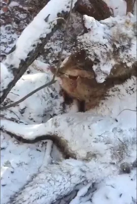 Об удачной охоте — Советская Чувашия