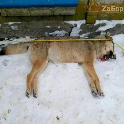 Фото с убитым волком возмутило пользователей рунета. Но неизвестно, сделано  ли оно в Якутии