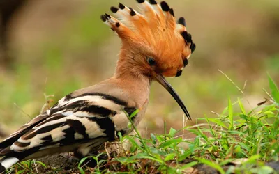 Удод (Upupa epops): питание, размножение и миграции птицы
