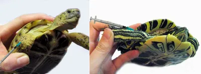 Как делать уколы черепахам, фото и видео примеры