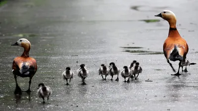 Как любители природы невольно сокращают популяцию водоплавающих птиц -  Российская газета