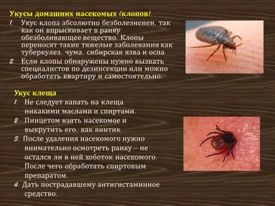 Укусы насекомых | Частная поликлиника «Здоровейка» | Липецк