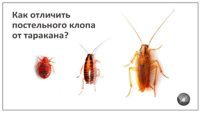 Как выглядят домашние клопы и как отличить их от других насекомых