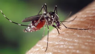 Комары оказались намного более опасными, чем вы предполагали