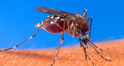 Почему укус комара так чешется