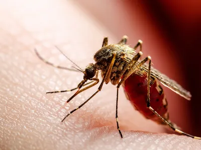 Можно ли умереть от укуса комара в лоб: Правда от ученого МГУ - KP.RU