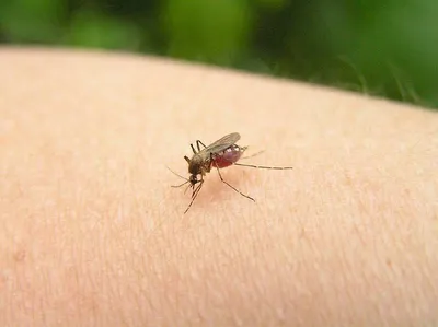 Псков | Чем грозит укус комара - советы врача-дерматолога - БезФормата