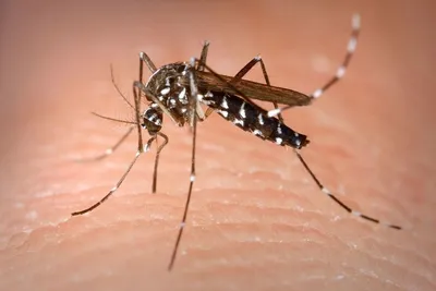 Укусы страшно болят»: юг России атаковали тропические полосатые комары - МК