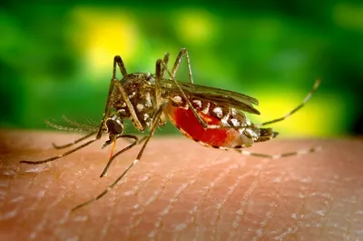 Укусы комаров недооценили - Интернет-журнал «PRO Здоровье» 🏥