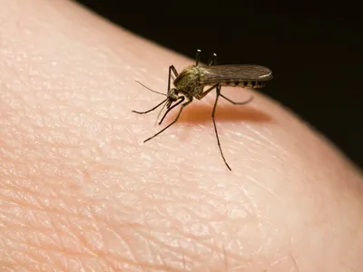 Лайфхак: Как избавится от зуда, после укуса комара за 30 сек. | Космос и  Наука | Дзен