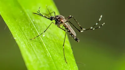 Укус комара викликає в організмі імунну бурю: науковці - Радіо Максимум